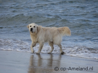 Take your dog to a seaside cottage