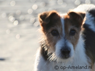 Take your dog to a seaside cottage