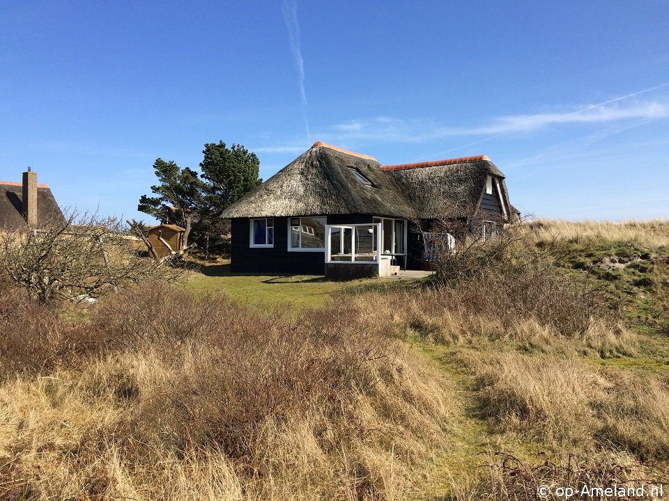 Aurora, Take your dog to a seaside cottage